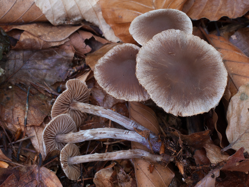 Cortinarius fagetorum Cortinarius fagetorum